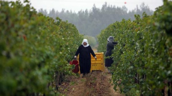 الصورة لمزارعات من مدينة عفرين (انترنت).