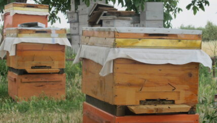 تراجع عدد خلايا النحل في سوريا بنسبة 90% وتهديدات حقيقية بانهيارها كلياً