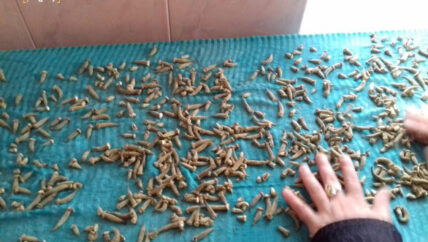 صناعة المونة في الشمال السوري “الي ما بيغني بيستر”