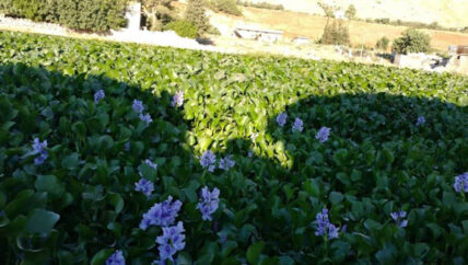 زهرة النيل فوائد اقتصادية وتهديد للوسط الحيوي في سهل الغاب