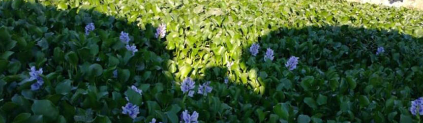 زهرة النيل فوائد اقتصادية وتهديد للوسط الحيوي في سهل الغاب