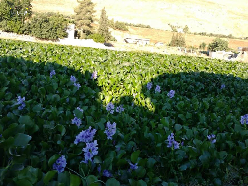 انتشار زهرة النيل في قرية الحواش شمال سهل الغاب.