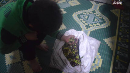 “عفارة الزيتون” مردود قليل وخطر كبير على الصحة