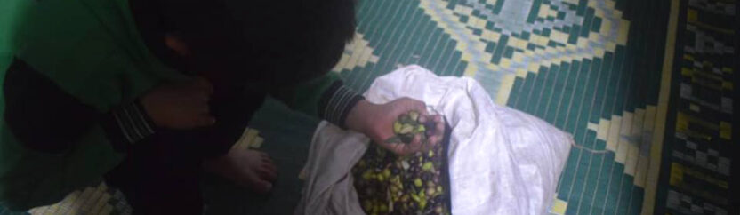 “عفارة الزيتون” مردود قليل وخطر كبير على الصحة