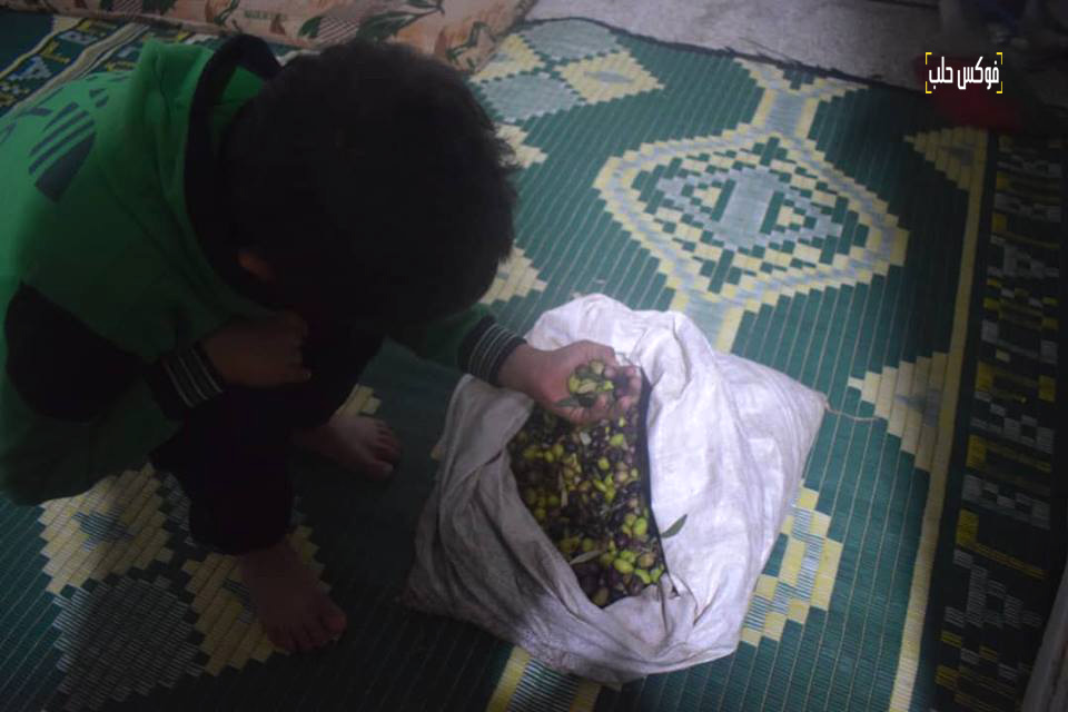 طفل يجمع غلته من "عفارة" الزيتون في ريف إدلب الجنوبي.