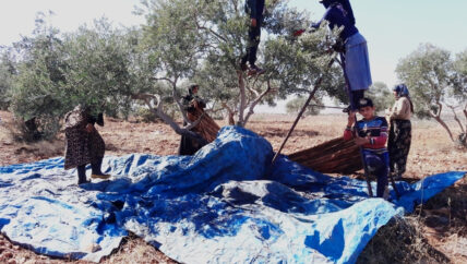 قطاف الزيتون .. طقوس احتفالية و “سبل للعيش”