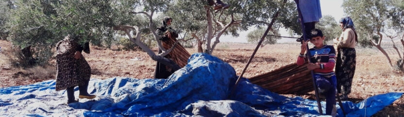 قطاف الزيتون .. طقوس احتفالية و “سبل للعيش”