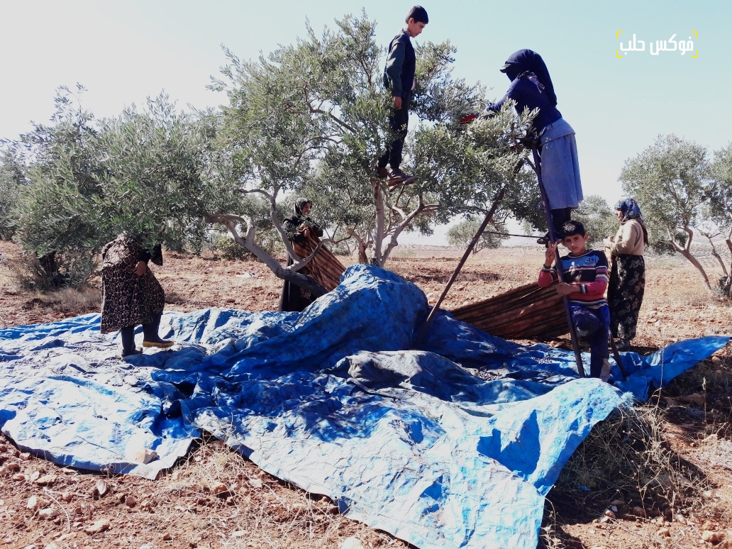 الناس يقطفون الزيتون في محافظة إدلب.