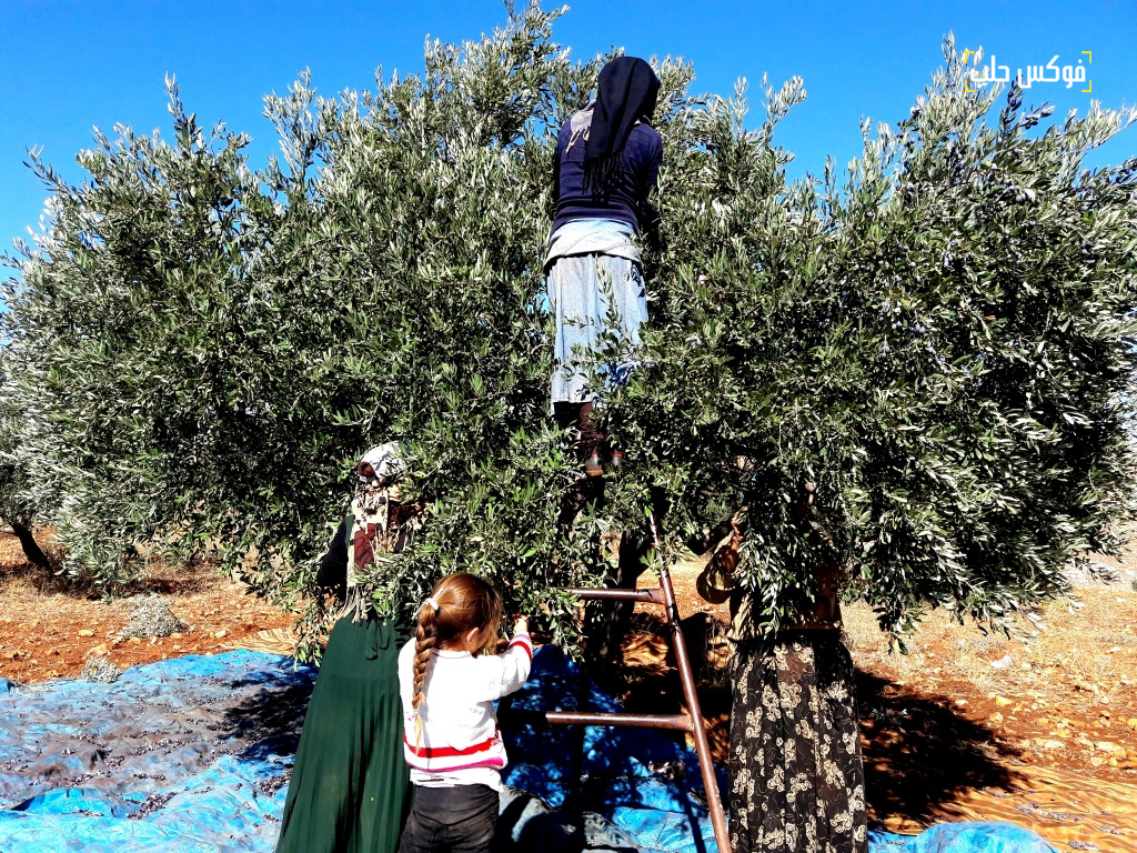 استخدام السلالم لقطاف الزيتون في قرية ترملا ريف ادلب