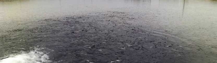 التعقيم بـ “الملح” والغذاء “بالخبز”.. خطر يهدد الثروة السمكية في سهل الغاب