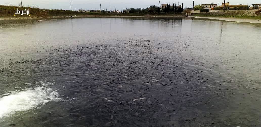 حوض لتربية الأسماك في سهل الغاب.