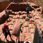 تخزين القمح في مؤسسة إكثار البذار 