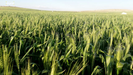 “الصدأ البرتقالي” يطال 80% من محصول القمح بريف حلب الجنوبي