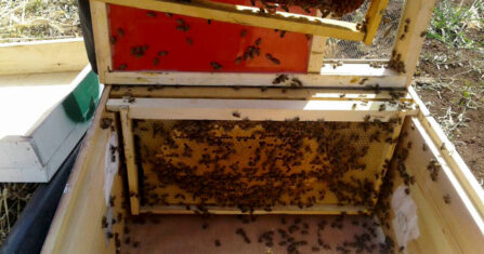 درجات الحرارة والمبيدات.. عن أسباب موت النحل في إدلب