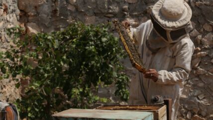 “الأمان والدبور” أهم أسباب تراجع إنتاج النحل السوري