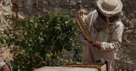 تهجين النحل طريقة حديثة للتغلب على ضيق المراعي وزيادة الإنتاج