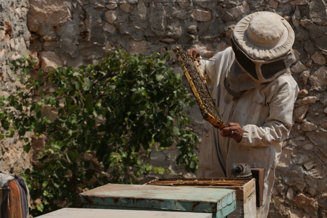 النحال ياسر الحلبي -فوكس حلب