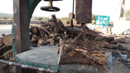 بعد قطع السنديان في حارم “البلّ” وصل إلى الجذور