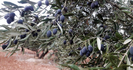 تقليم أشجار الزيتون ضرورة تحكمها الخبرة والابتعاد عن التأخير والعشوائية