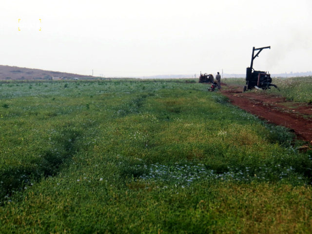 زراعة اليانسون في ريف إدلب الجنوبي