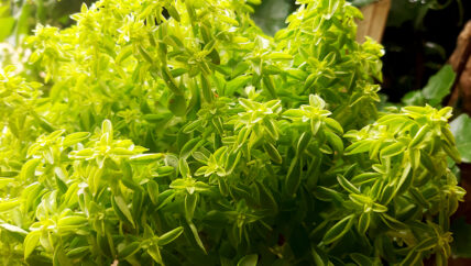 عائدة إلى شجر البلوط وشتلات الحبق