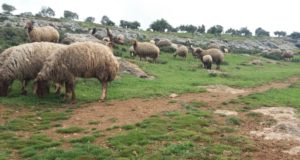 مربو الماشية في مراعي قرية صلوة بريف إدلب -فوكس حلب