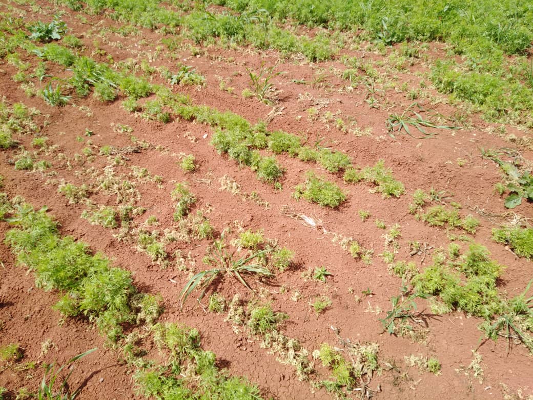 التلف في حقول حبة البركة بريف إدلب -فوكس حلب