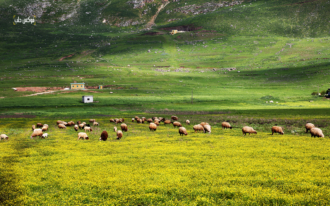 قطعان من الماشية ترعى في سهل الغاب بريف حماه