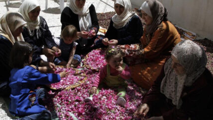 الوردة الجورية (الدمشقية).. يوميات “القلمون” الحاضرة في إدلب