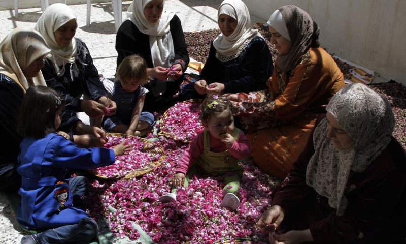 سوريات يعملن على تحضير بتلات الوردة الشامية -المصدر رويترز