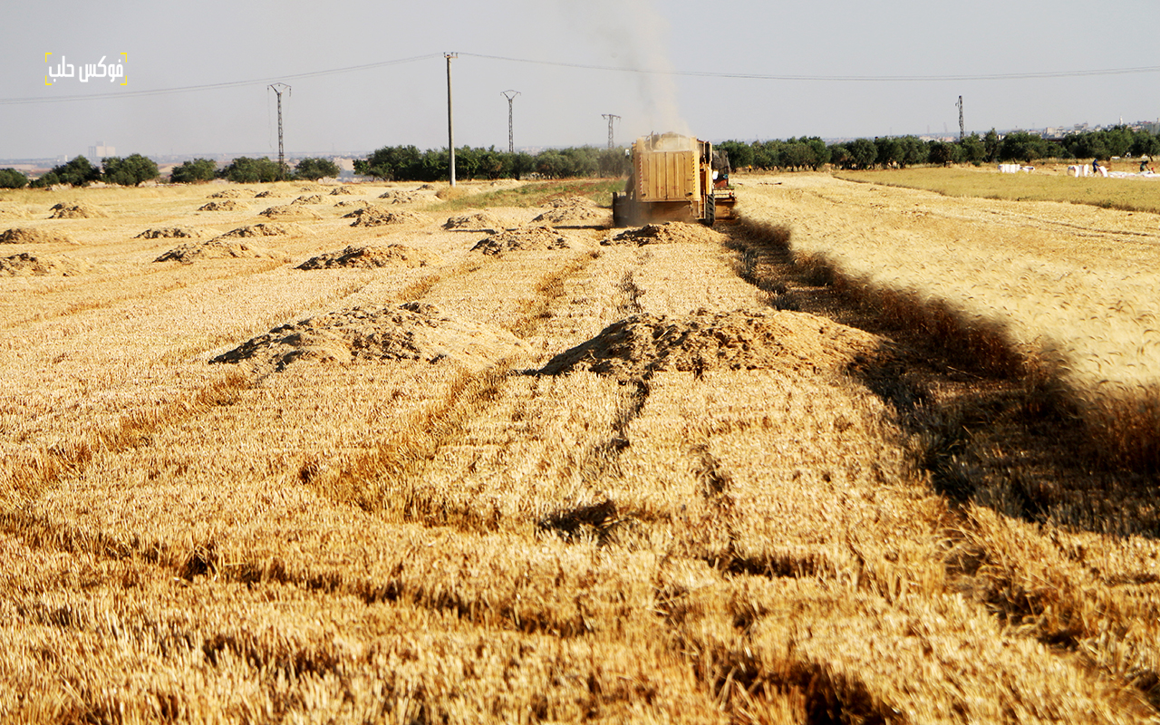 حصاد القمح في محيط قرية زردنا بريف إدلب الشمالي