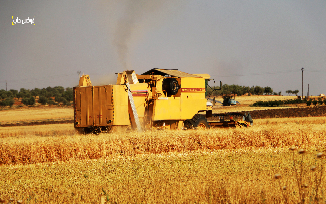 حصاد القمح في محيط قرية زردنا بريف إدلب الشمالي
