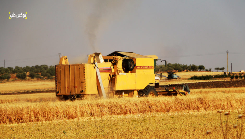 حصاد القمح في محيط قرية زردنا بريف إدلب الشمالي