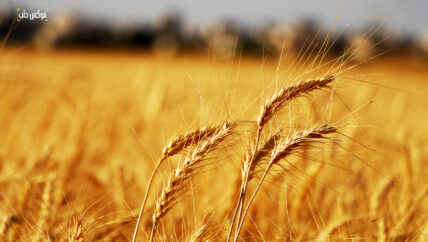 من التهريب إلى الغلاء.. البحث عن رغيف الخبز في ريف حلب الشمالي 