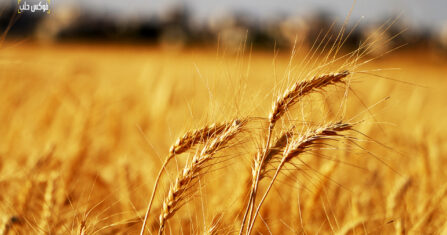 في أثر الرغيف.. حكاية الخبز في السويداء