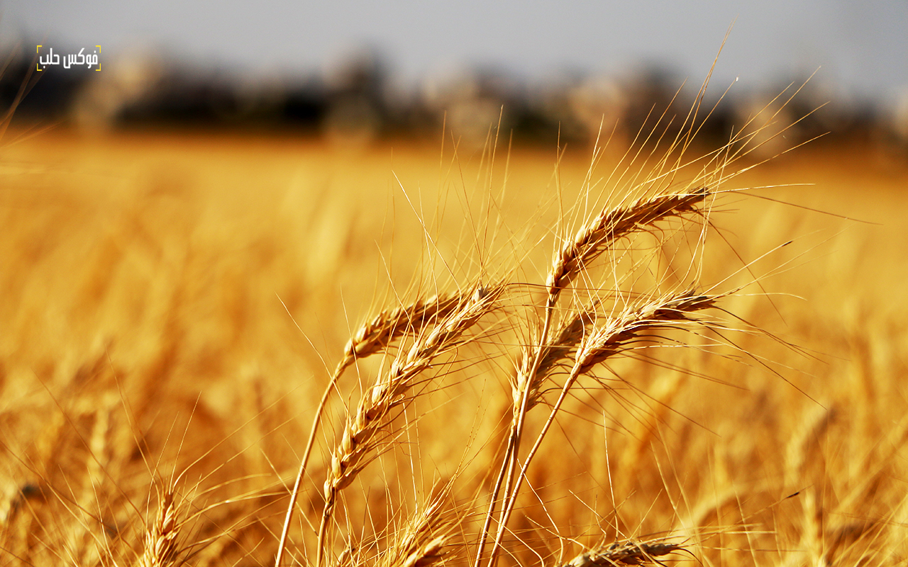 حصاد القمح في محيط قرية زردنا بريف إدلب الشمالي
