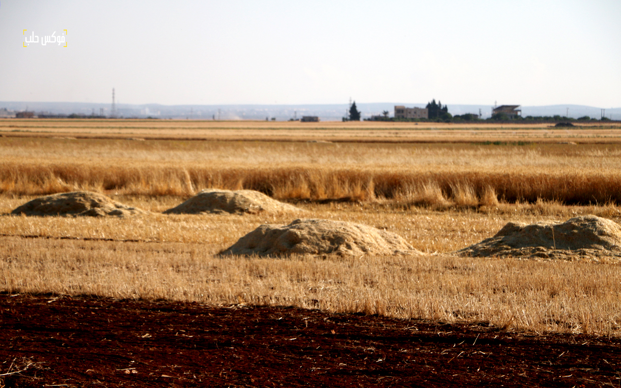 حصاد القمح في محيط قرية زردنا بريف إدلب الشمالي- فوكس حلب