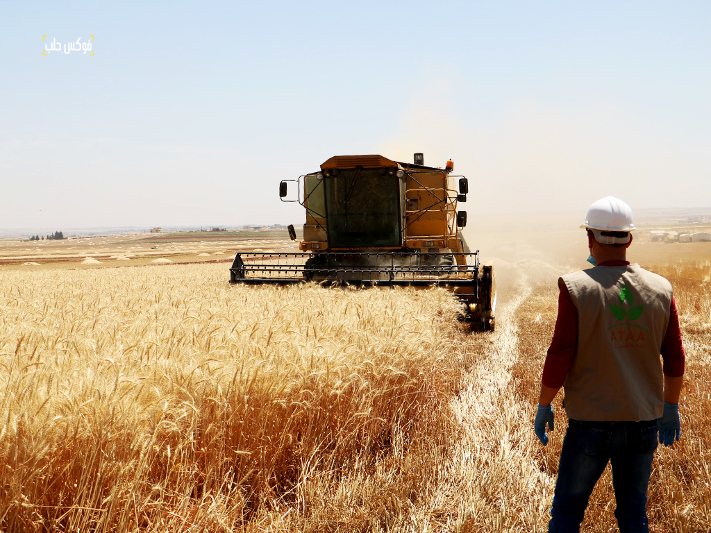 عملية حصاد القمح في أراضي الفلاحين بريف ادلب- فوكس حلب