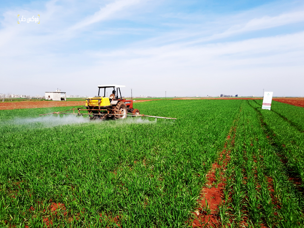رش المبيدات الحشرية على محاصيل القمح المشمولة بالمشروع في ريف إدلب
