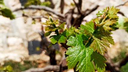 “ورق العنب” غلة وفيرة للمزارعين وطبق مميز على المائدة