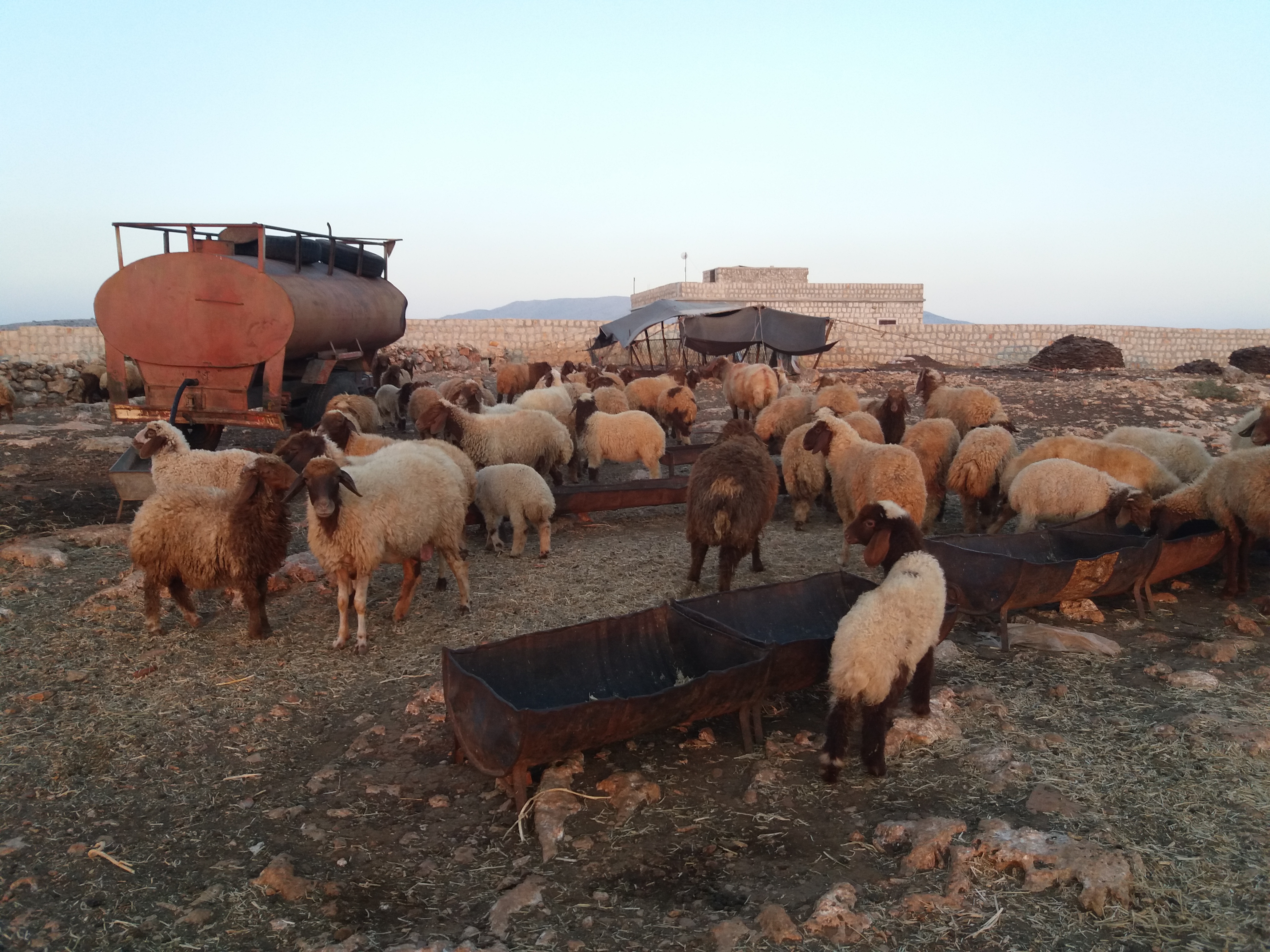 قطيع من الماشية للبدو -فوكس حلب