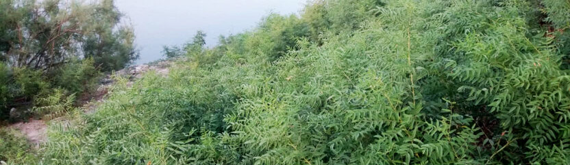 عروق السوس مصدر دخل للعاملين بجمعها