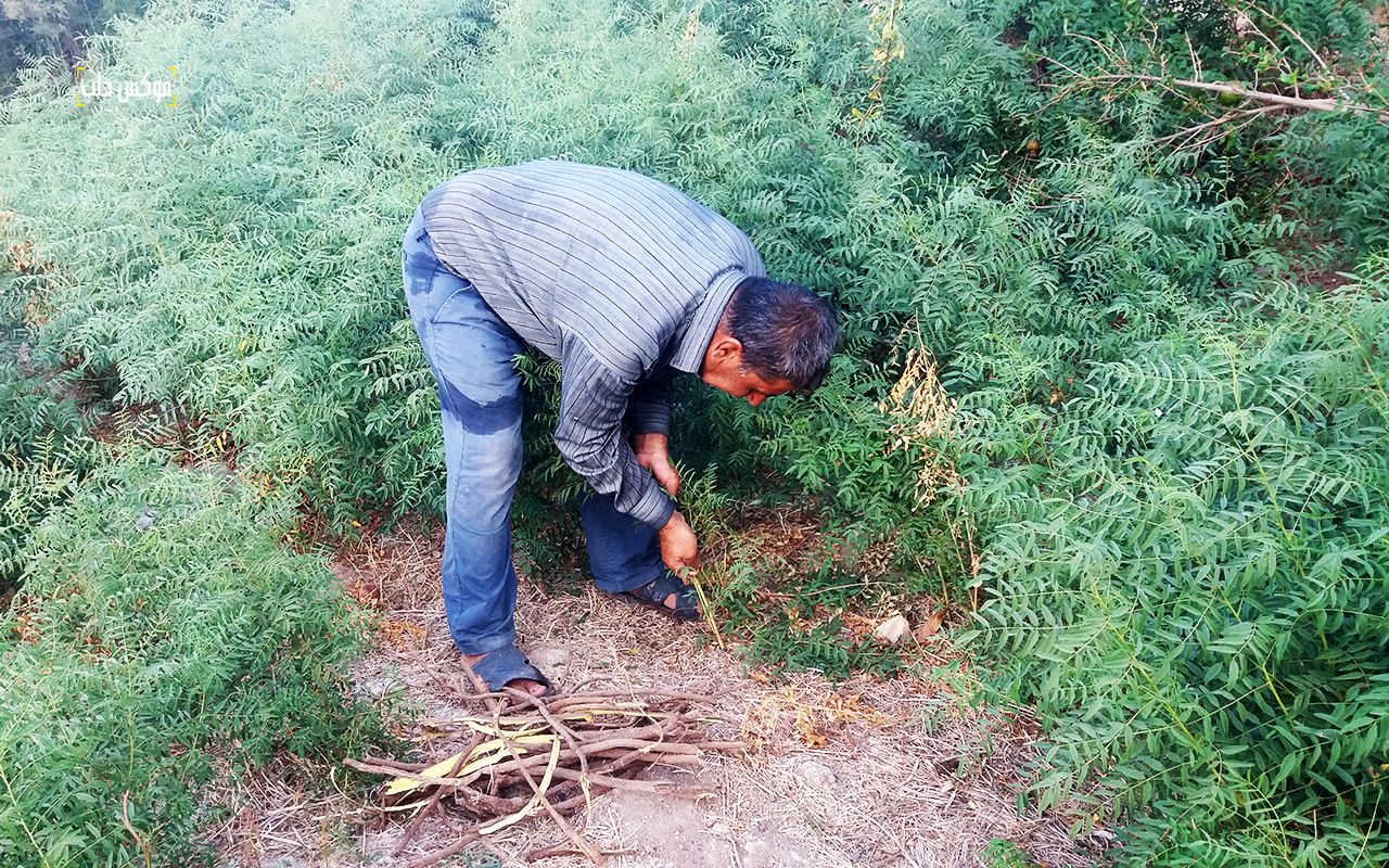 أحد العاملين بجمع جذور نبات السوس (عروق السوس).