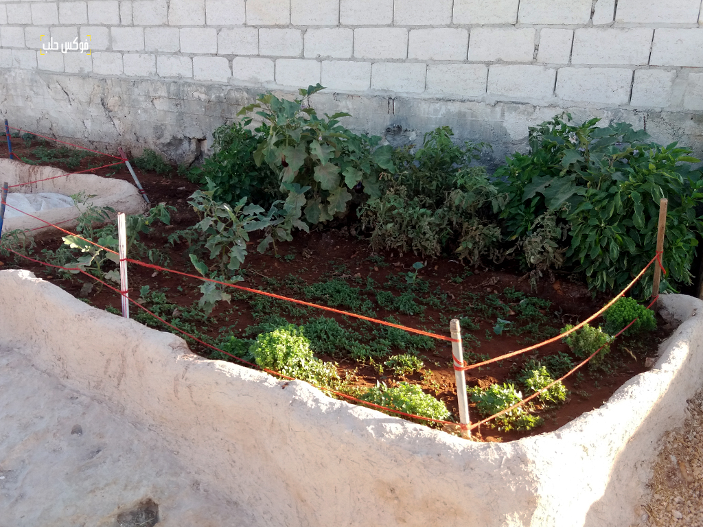 زراعة المساكب في مخيمات إدلب