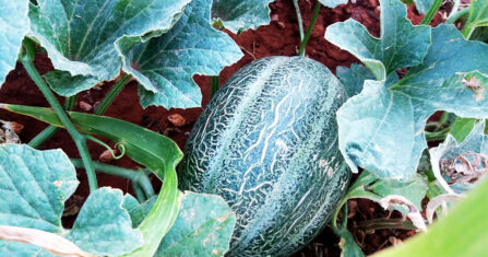 عوامل الطقس تحرم أصحاب زراعة الأنفاق الفائدة المرجوة من زراعتهم