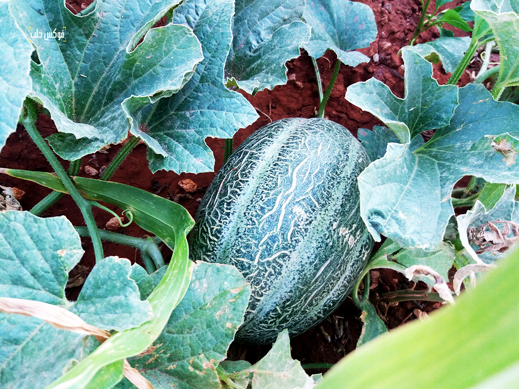 زراعة المساكب في مخيمات إدلب