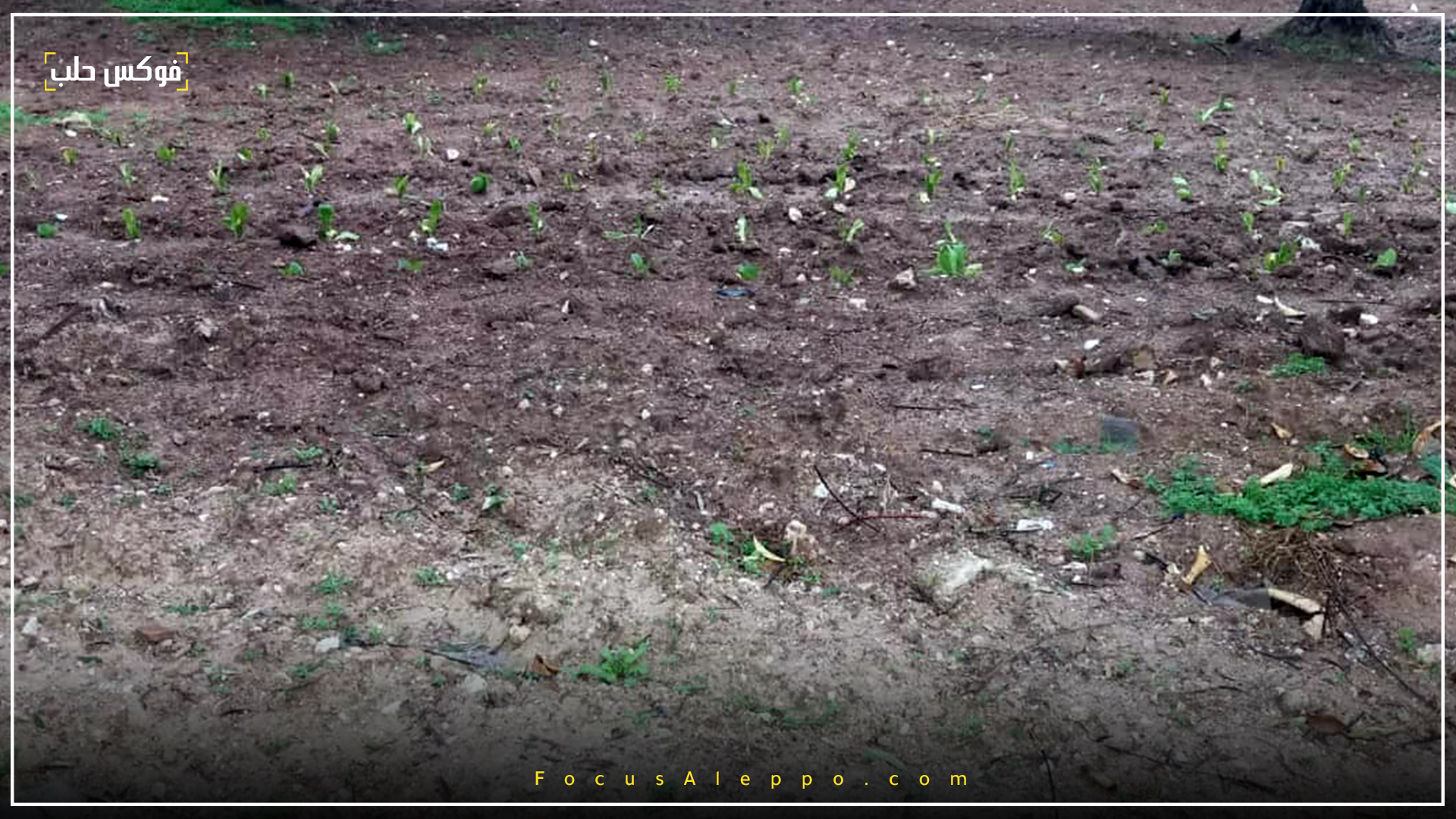 تأخر الأمطار أدى إلى تلف المحاصيل الزراعية في إدلب