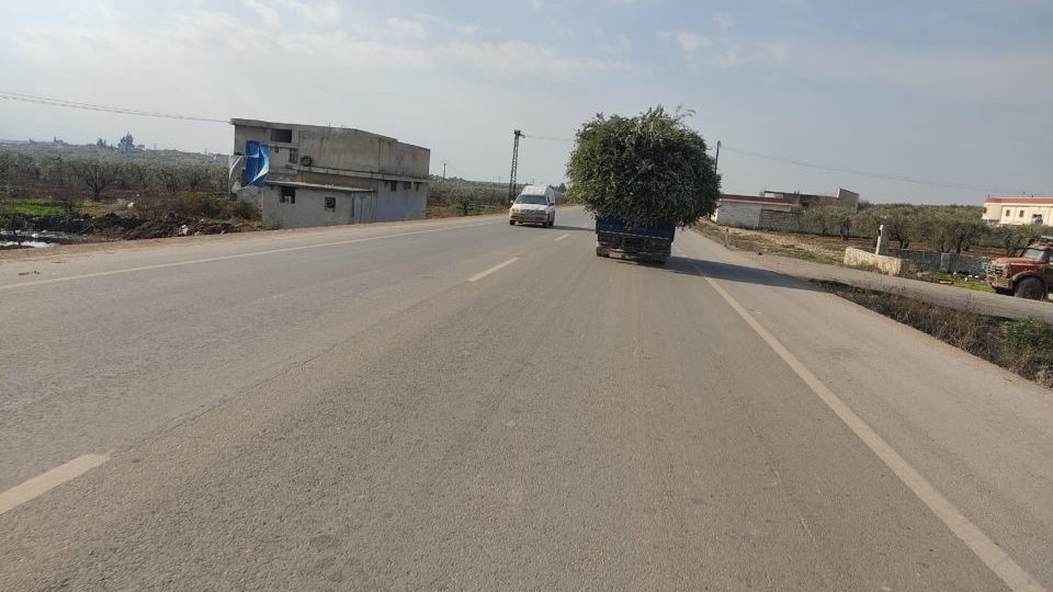 شاحنة محملة بـ أغصان الزيتون في عفرين -فوكس حلب