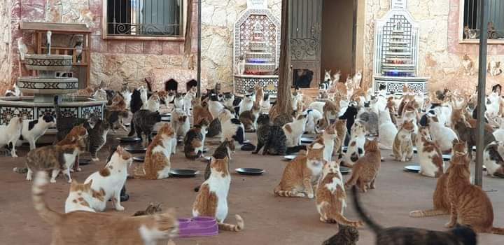 محمية لرعاية الحيوانات في إدلب -المصدر: صفحة الفريق على فيسبوك