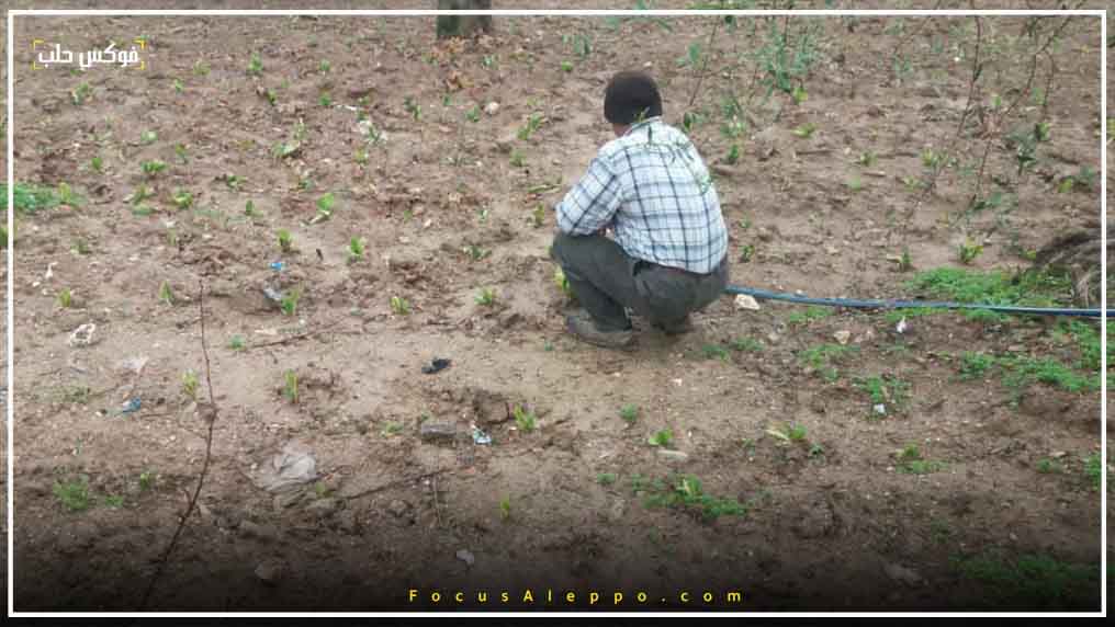 تأخر الأمطار أدى إلى تلف المحاصيل الزراعية في إدلب